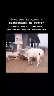 Понедельник, он такой! 😁